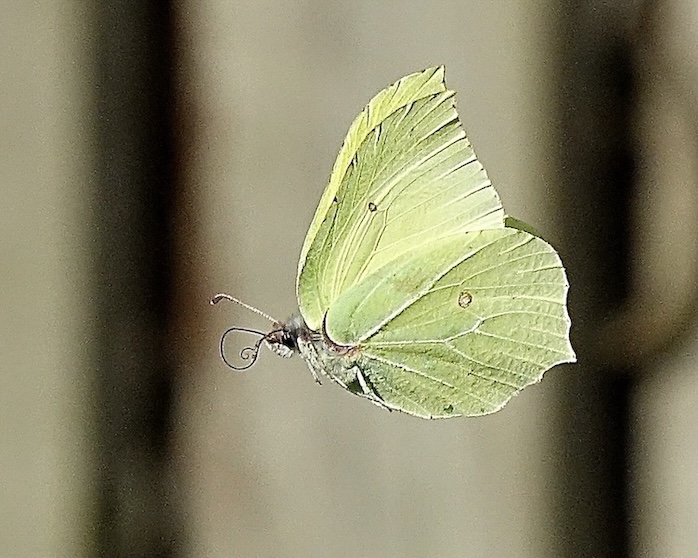 brimstone
